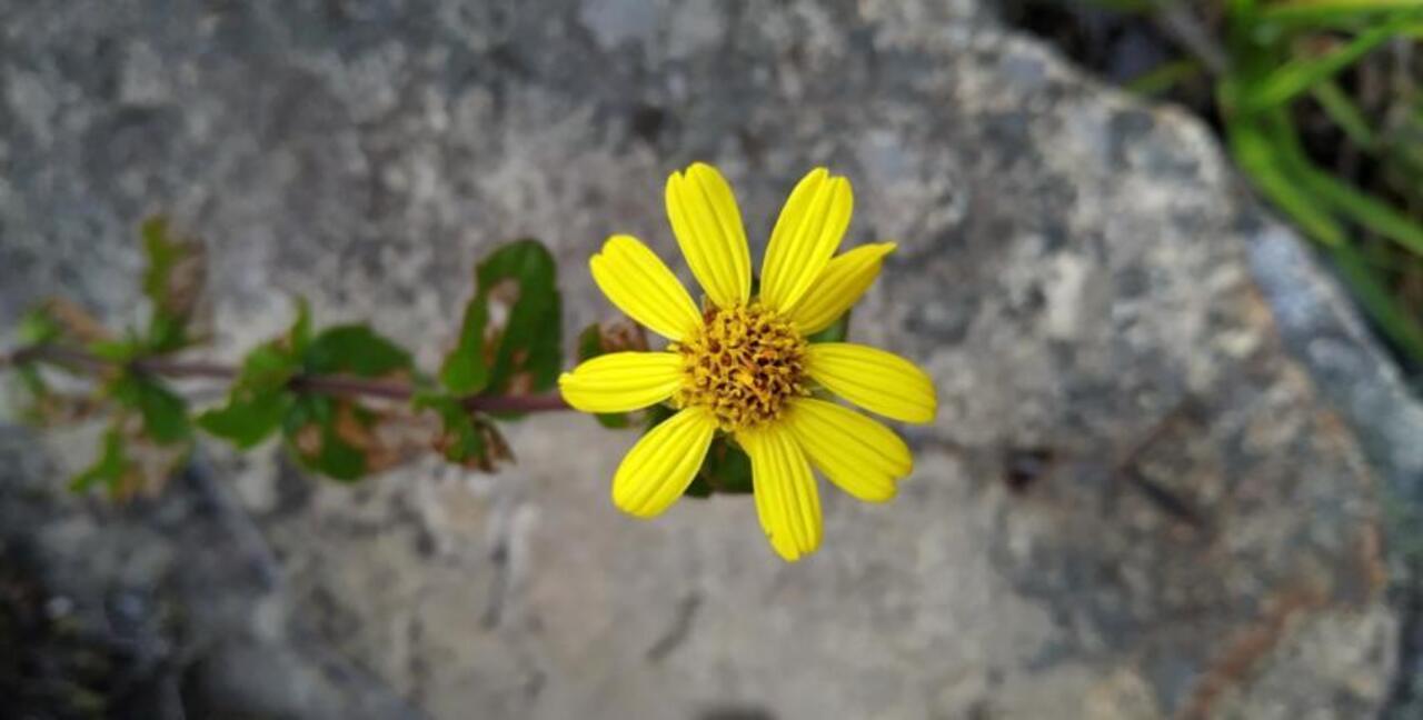 margarida Amarela interna