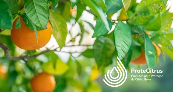 ProteCitrusZ15.04.2025